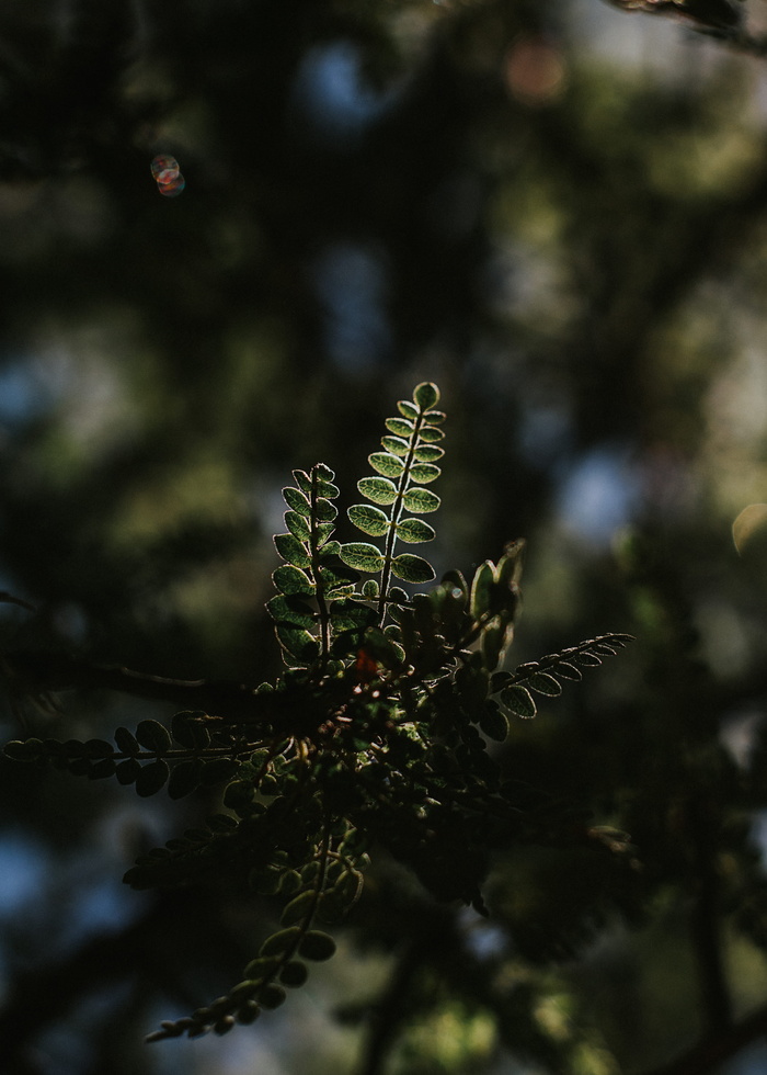 植物特写照片