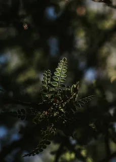 植物特写照片 植物特写照片