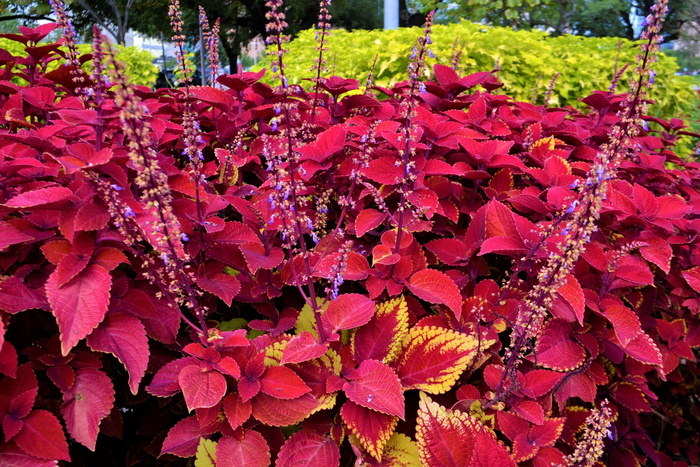 红色coleus植物，花园，植物学，生命，coleus，红色，植物，叶