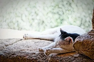 猫，克里特岛，修道院，睡眠，休息，懒惰，缓慢，一只动物