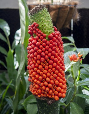 泰坦魔芋，自然温室，尸花，植物，红色，食品和饮料，水果，生长