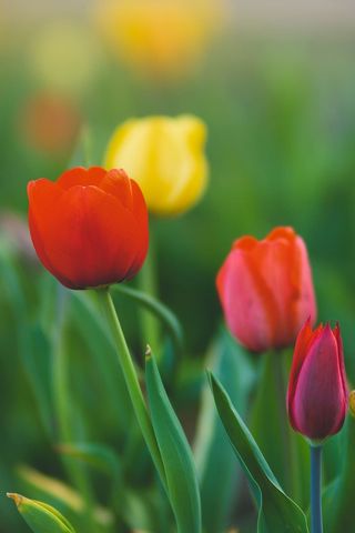 德国，2018年春天，花朵，花朵，春天，博克，春天，五彩缤纷