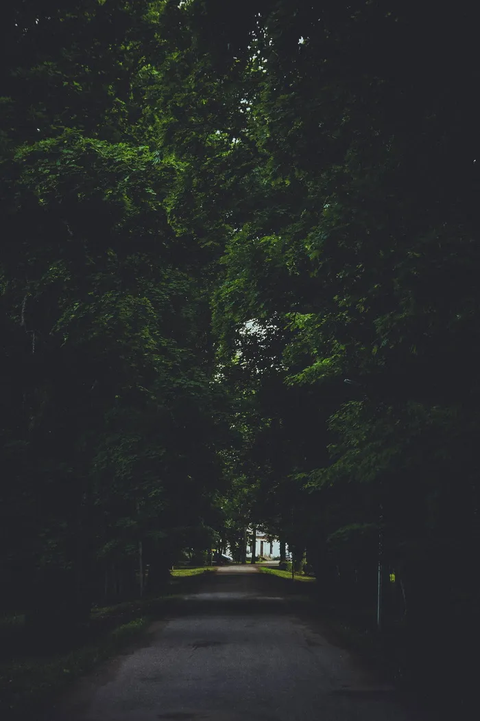 自然, 户外, 路, 植物, 树, 森林, 绿色, 光