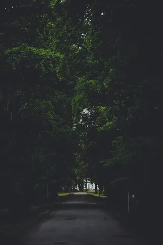 自然, 户外, 路, 植物, 树, 森林, 绿色, 光