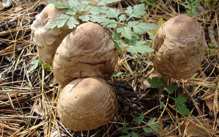 植物、动物、宏、博克、自然、土地、食物、田野