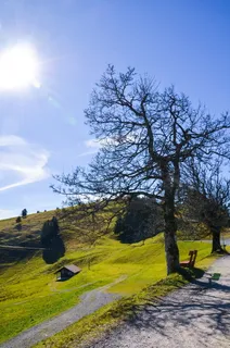 徒步旅行, 高山草甸, 树, 休息, 自然, 登山, 景观, 太阳