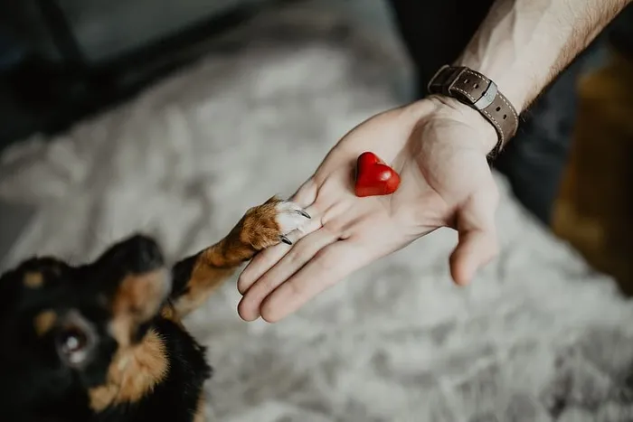 给一只可爱的狗的小礼物