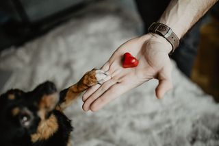 给一只可爱的狗的小礼物