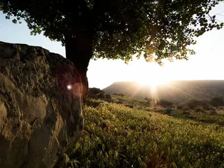 白色，岩石，旁边，绿色，树木，白天，剪影，日出