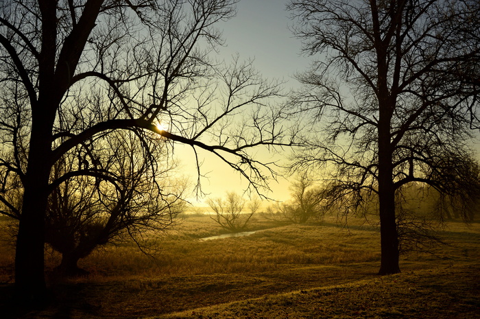 morgenstimmung，早晨，薄雾，雾，日出，景观，树木，草地