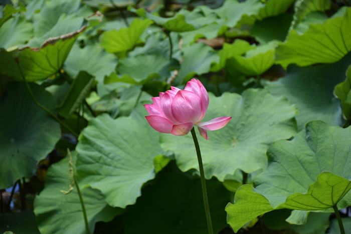 花，百合，水，睡莲，植物，开花植物，自然之美，植物部分