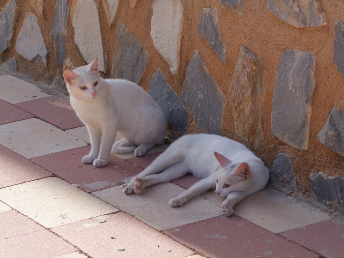 二，砖铺路，猫，白，猫，流浪，肖像，白猫