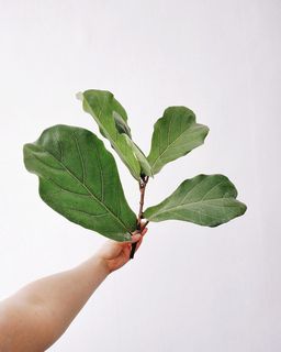 人，人，静脉，乌克兰，哈尔科夫，食物，农产品，叶子