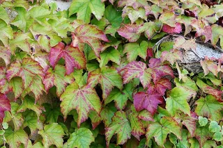 常春藤，绿色，攀缘植物，叶子，葡萄藤，墙壁，叶子，植物部分