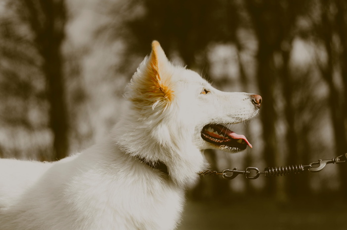 白色牧羊犬，狗，宠物，动物，纯种狗，狗，自然，户外