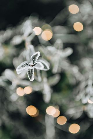 冰冻的树叶和树枝