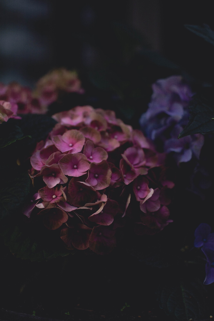 一束粉红色花瓣的花