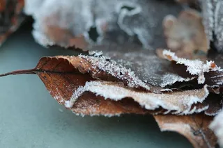 冰、自然、户外、雪、霜、动物、蜥蜴、爬行动物