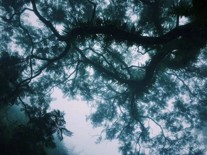 自然、天空、云、黑暗、空气、树枝、白天、白天