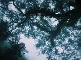 自然、天空、云、黑暗、空气、树枝、白天、白天