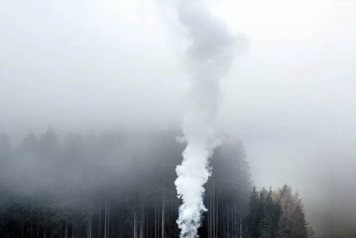 雾，森林，灰色，烟雾，树木，白色，烟雾-物理结构，树木