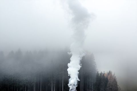 雾，森林，灰色，烟雾，树木，白色，烟雾-物理结构，树木