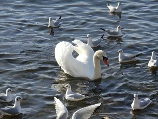 天鹅，水，动物，水鸟，长臂猿，鸟，野生动物，动物群
