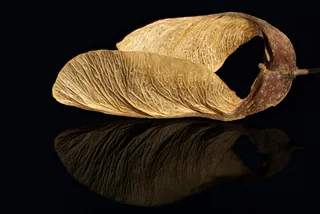 枫树种子，堆叠，宏碁，黑色玻璃，黑色背景，工作室拍摄，特写，自然
