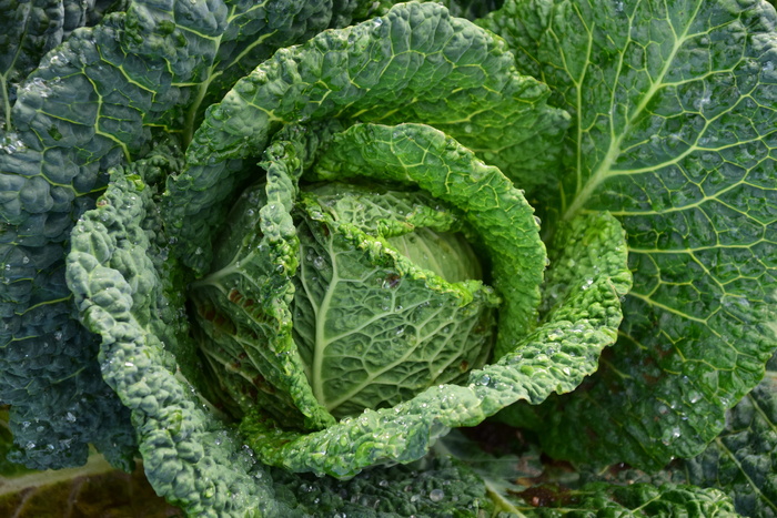绿白菜聚焦摄影