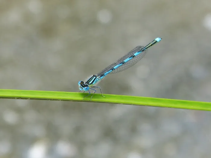 蜻蜓、蓝蜻蜓，湿地、树叶、飞虫、动物主题，一种动物，动物