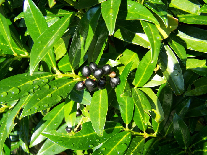 樱桃月桂浆果、黑橄榄、性质、植物部分、叶子、绿色、植物、生长