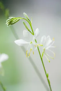 白色，绿色，自然，花朵，植物，精致，空灵，自然之美