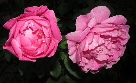 花，玫瑰，花瓣，植物群，自然，粉色，开花植物，脆弱性