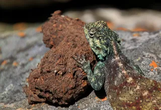 agame，farbbartagame，schuppenkriechtier，爬行动物，蜥蜴，动物，生物，干