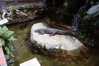 旧金山，美国，加利福尼亚，鳄鱼，爬行动物，动物主题，动物野生动物，脊椎动物