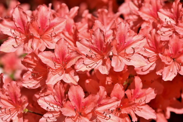 特写照片，粉红色，5瓣，5瓣花，杜鹃花，杜鹃花蕾，杜鹃花，粉红色杜鹃花