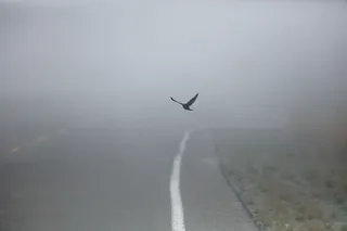 飞行，鸟，路，被包围，雾，街道，雾，户外
