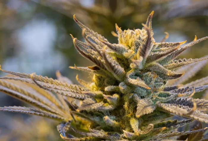 黄色, 灰色, 大麻植物, 大麻, 锅, 杂草, 大麻, 药物