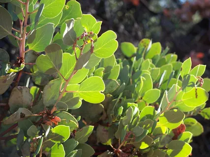 manzanita, 布什, 植物, 树, arctostaphylos, 分支机构, 叶子, 绿色 manzanita, 布什, 植物, 树, arctostaphylos, 分支机构, 叶子, 绿色