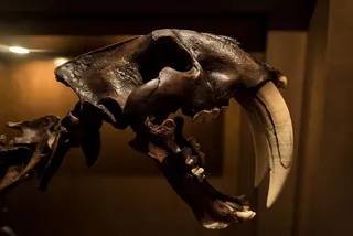 化石，剑齿，马刀，牙齿，骨骼，恐龙，旧，博物馆