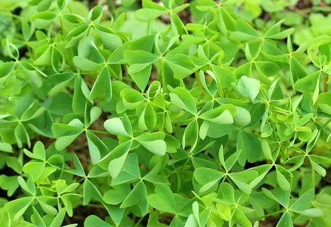 绿叶植物,多年生植物,酸模树,绿色,春天,植物,草甸植物,自然 绿叶植物,多年生植物,酸模树,绿色,春天,植物,草甸植物,自然