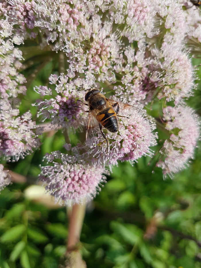 hoverfly, 雾蜂, 昆虫飞行, 昆虫, syrphidae, 飞, 双翅目, 授粉