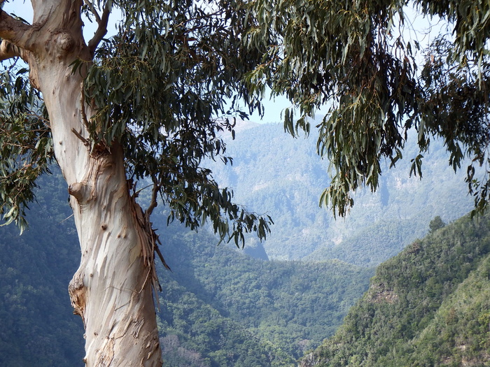 llano clara、san andrés y sauces、la palma、cc0、los tilos、ravine、mountain、laurisilva