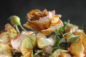花朵，花朵，玫瑰，花束，干燥，花瓣，褪色，枯萎