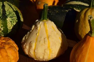 装饰南瓜，南瓜，黄色，美丽，秋天，夏末，装饰，乡村