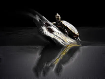 海龟,黑白,神秘,镜像,无色,水,木,自然 海龟,黑白,神秘,镜像,无色,水,木,自然