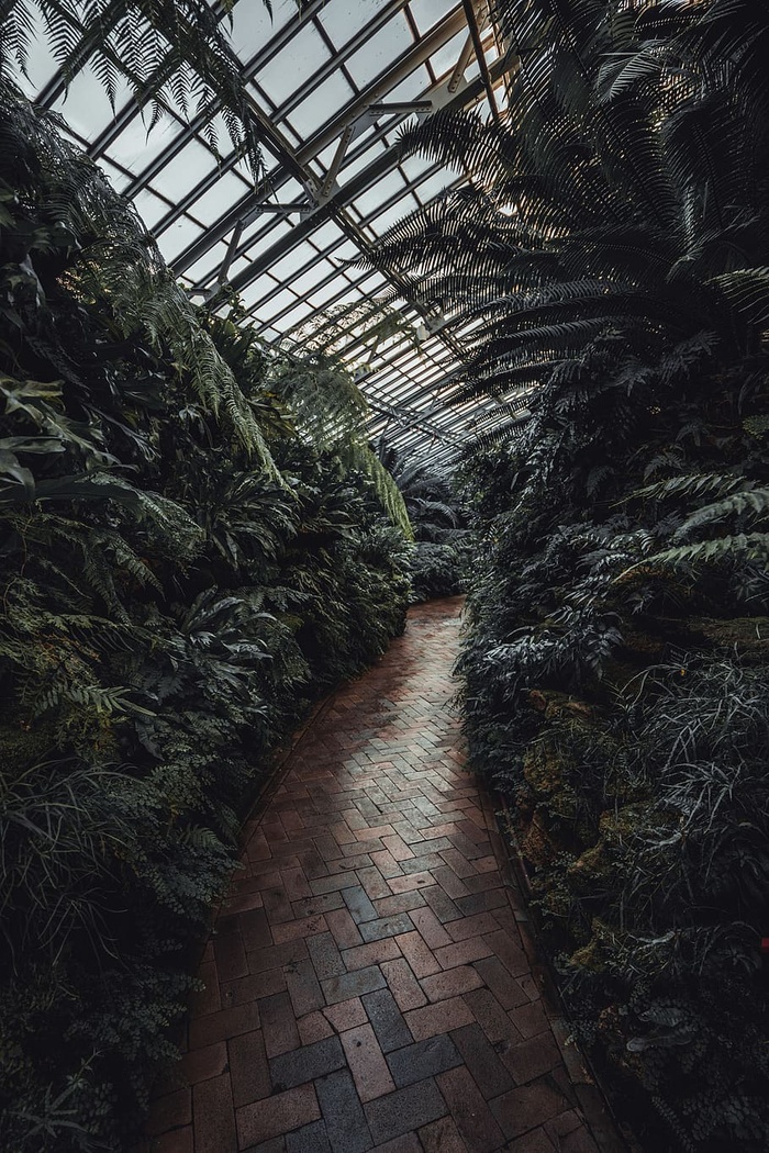 绿叶植物