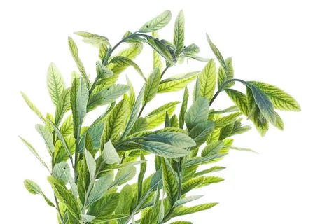 叶子，绿色，白色，植物，孤立，自然，春天，春天