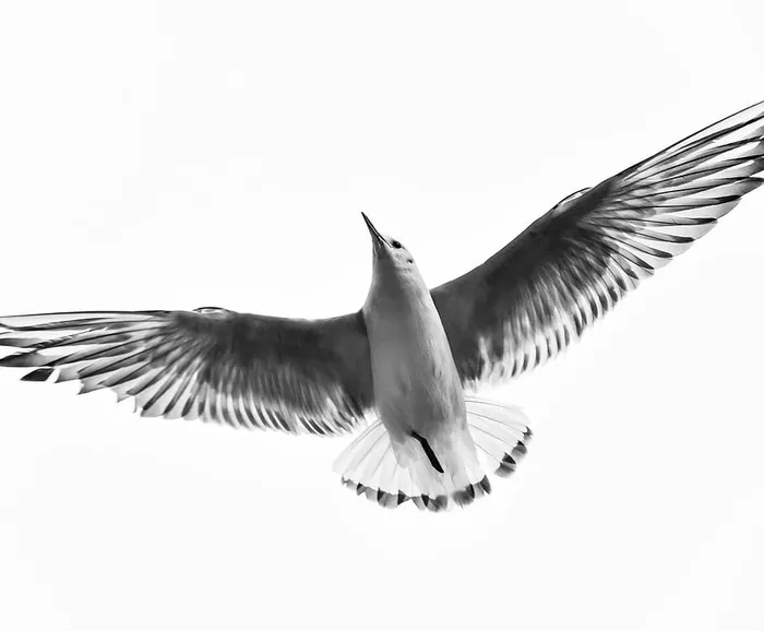 飞鸟，飞鸟，鸟，黑白，苍蝇，翅膀，动物，天空