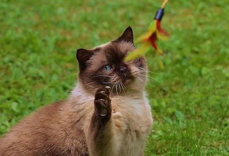 猫,英国短毛,玩耍,米兹,纯种,亲爱的,皮毛,棕色 猫,英国短毛,玩耍,米兹,纯种,亲爱的,皮毛,棕色